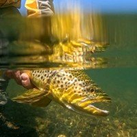 Thedy Fly Fishing